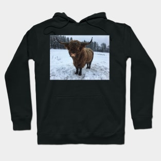 Scottish Highland Cattle Bull 2207 Hoodie